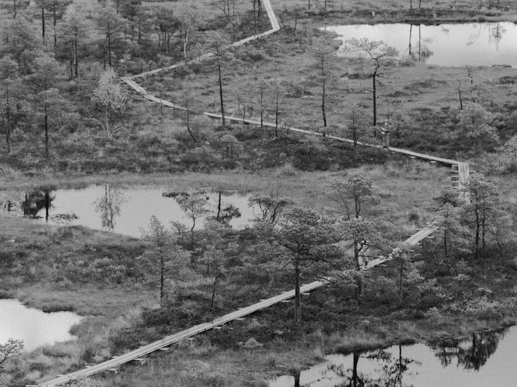 The Bog